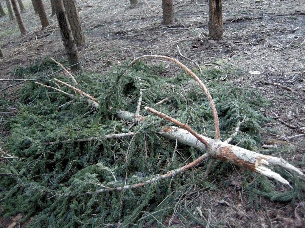 PASSIONE PER IL CERVO